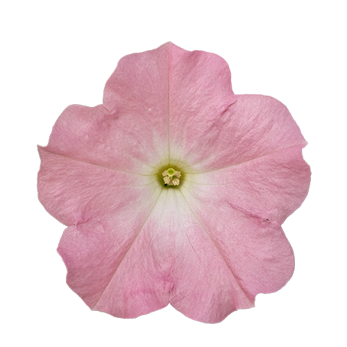 Petunia x hybrida F₁ SUCCESS!® TR Pink | Benary